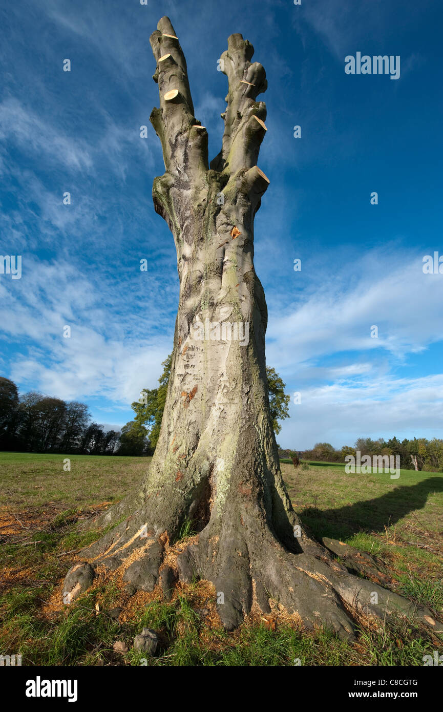 Tall large mature tree fully pruned to its trunk Stock Photo