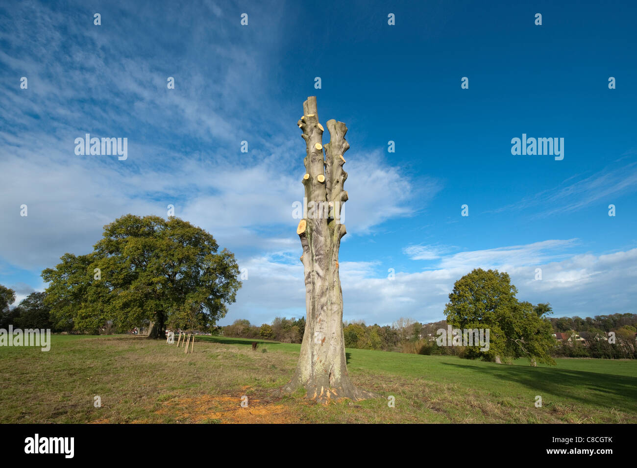 Tall large mature tree on the brow of a small parkland hill fully pruned to its trunk and newly planted trees on its same line Stock Photo