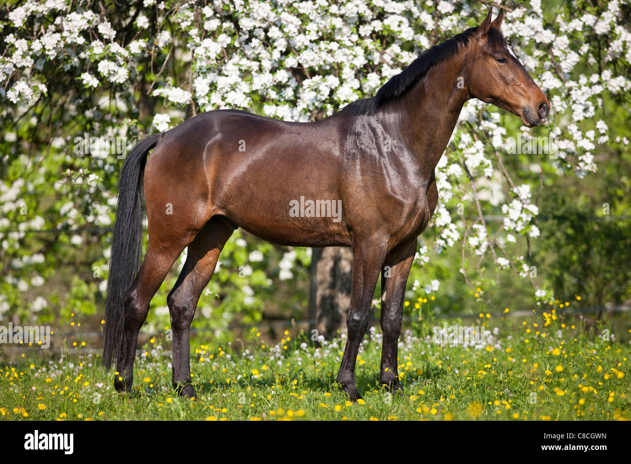 Trakehners hires stock photography and images Alamy