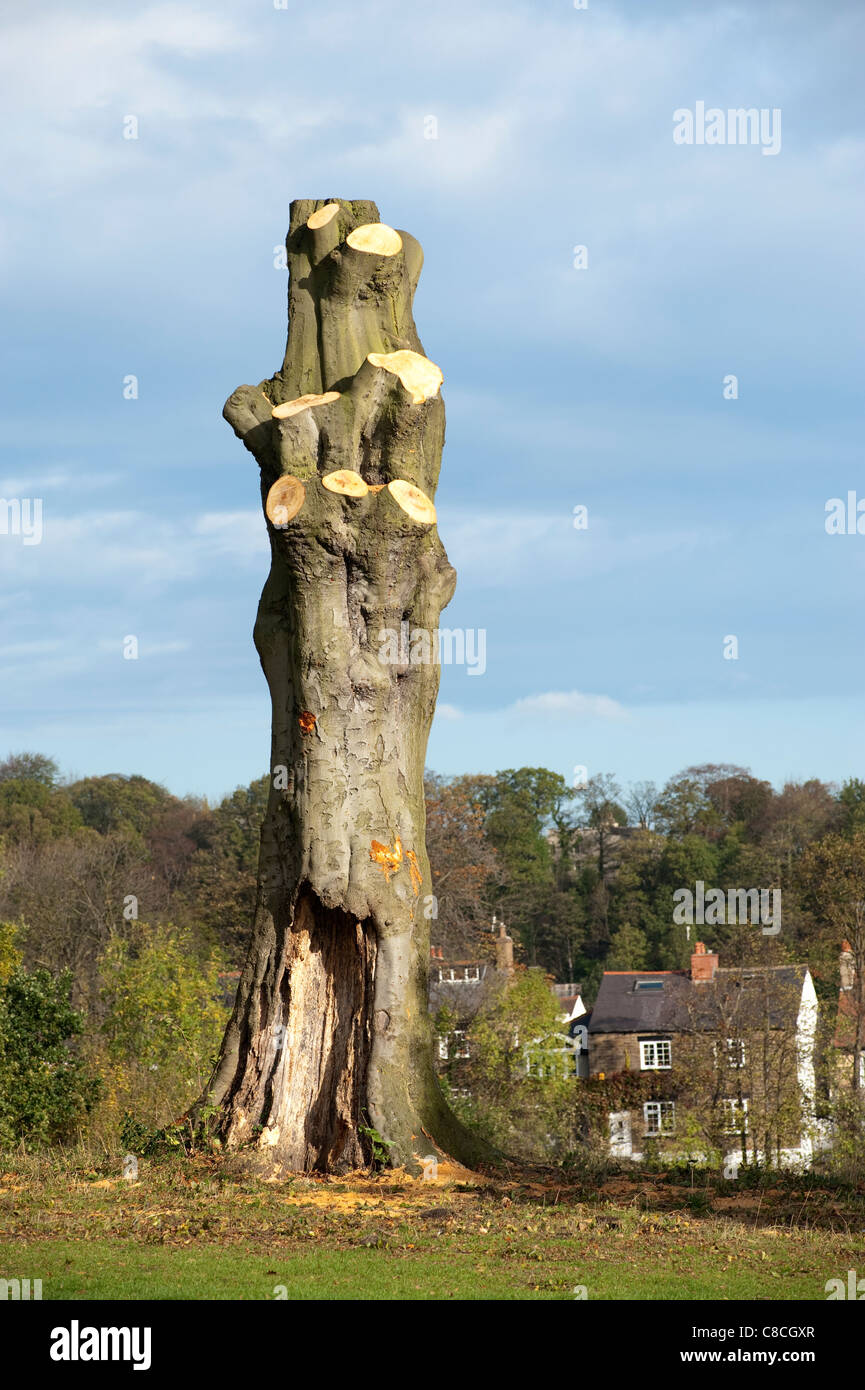 Tall large fully pruned mature tree on the brow of a small parkland hill with housing in the background Stock Photo