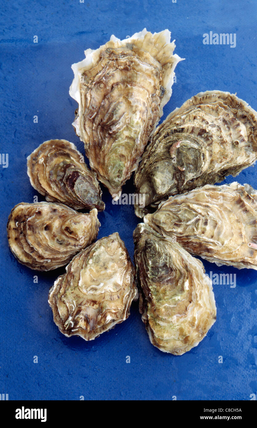 Hollow oyster hires stock photography and images Alamy