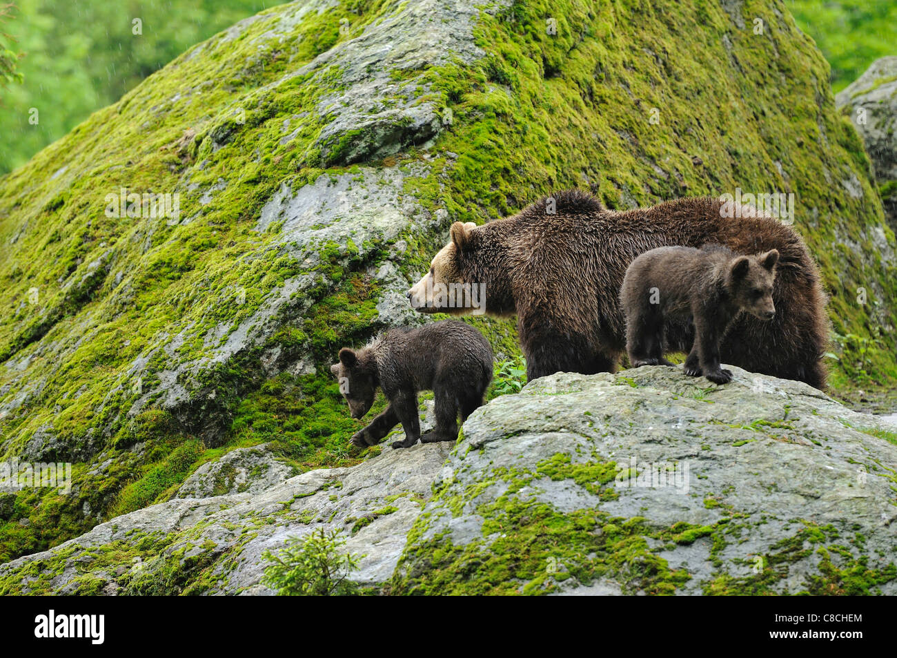Brown bear and cubs / Ursus arctos Stock Photo - Alamy