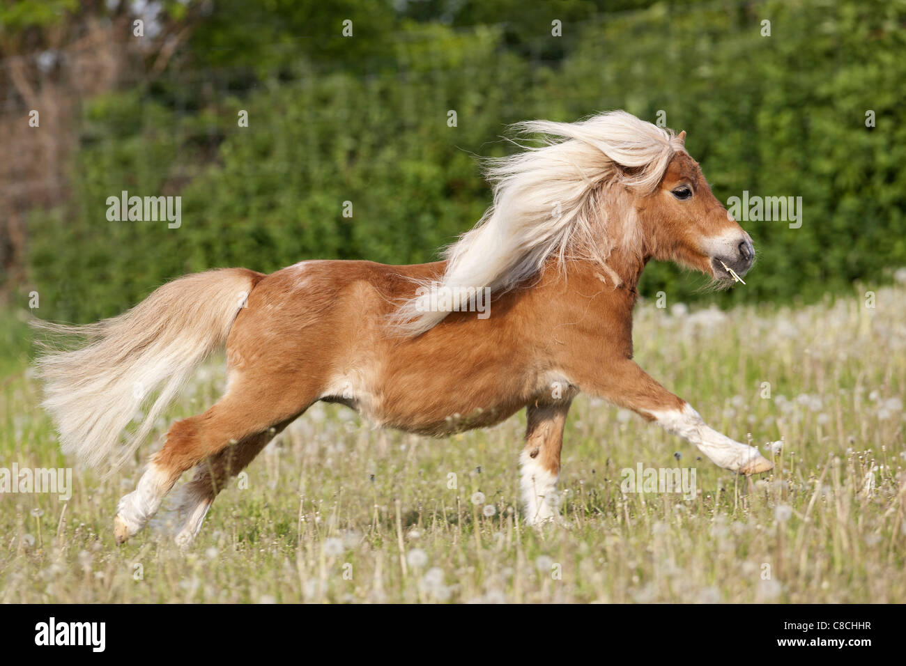 Falabella horse galloping on a meadow Stock Photo