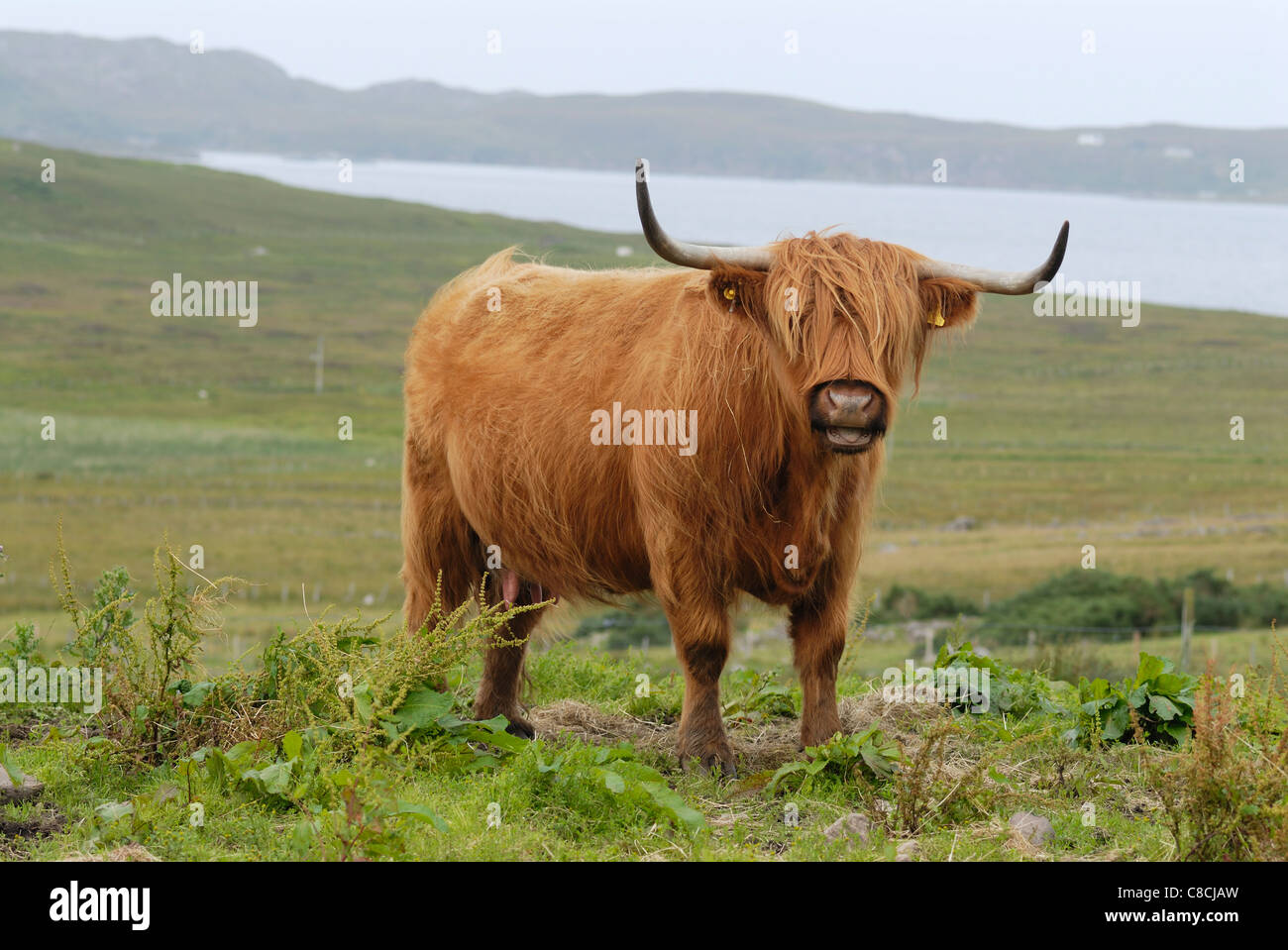Cow from the Scottish Highlands Stock Photo - Alamy