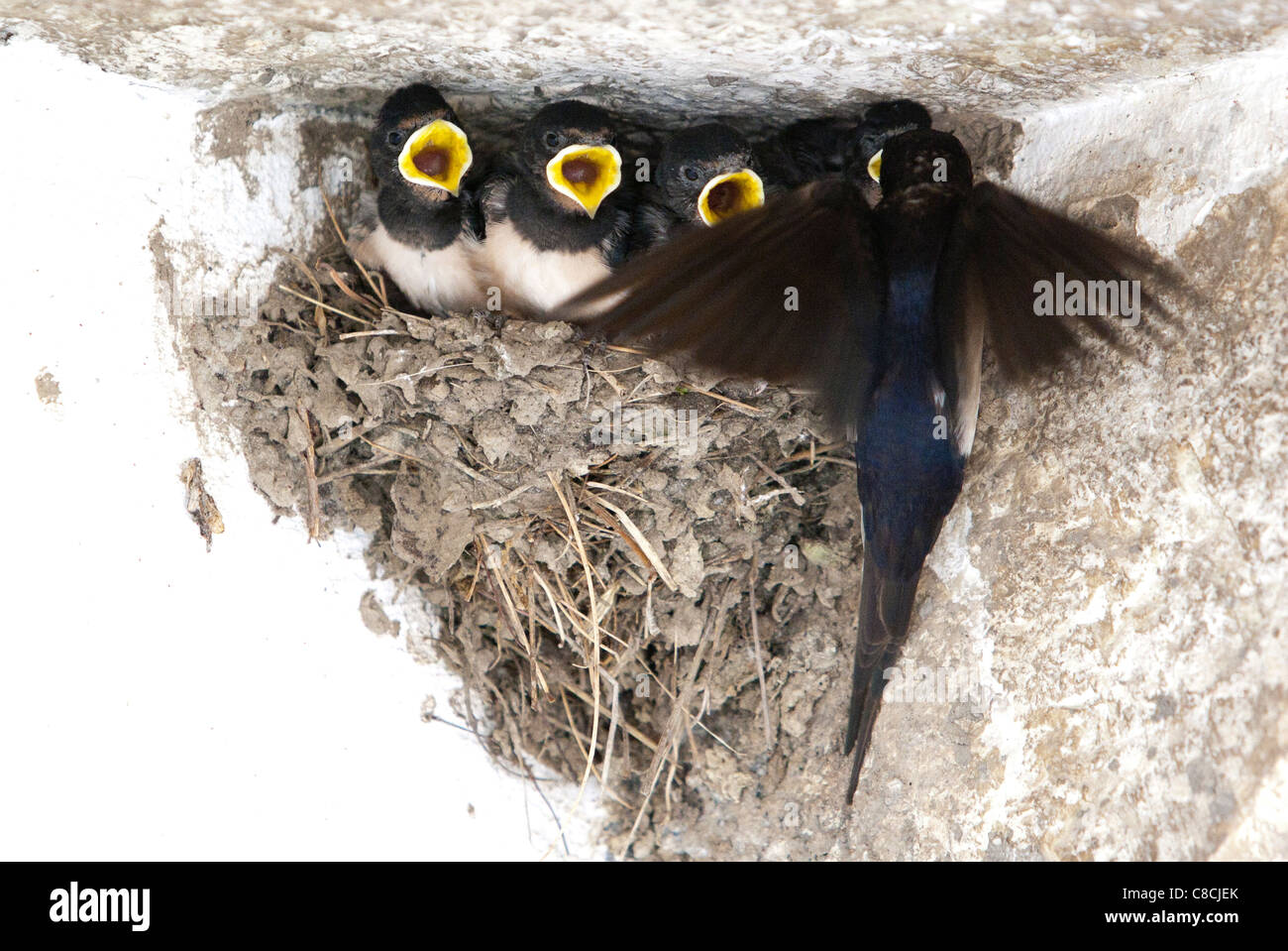 Barn Swallow (Hirundo rustica) with  young in nest Stock Photo