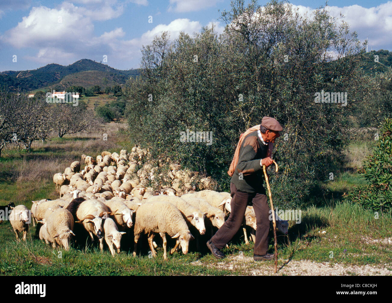 Shepherd leading his flock Stock Photo - Alamy