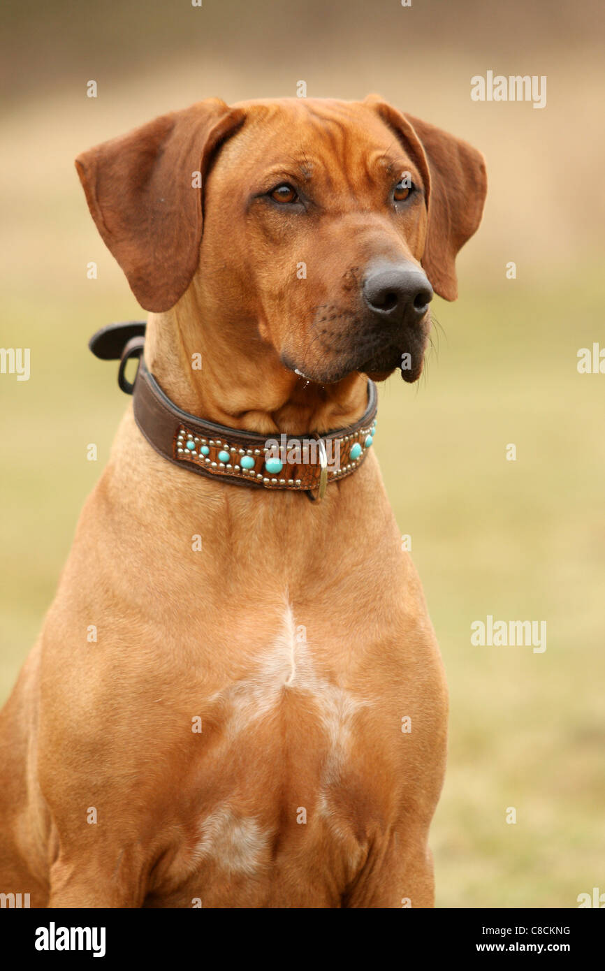 Rhodesian Ridgeback - portrait Stock Photo