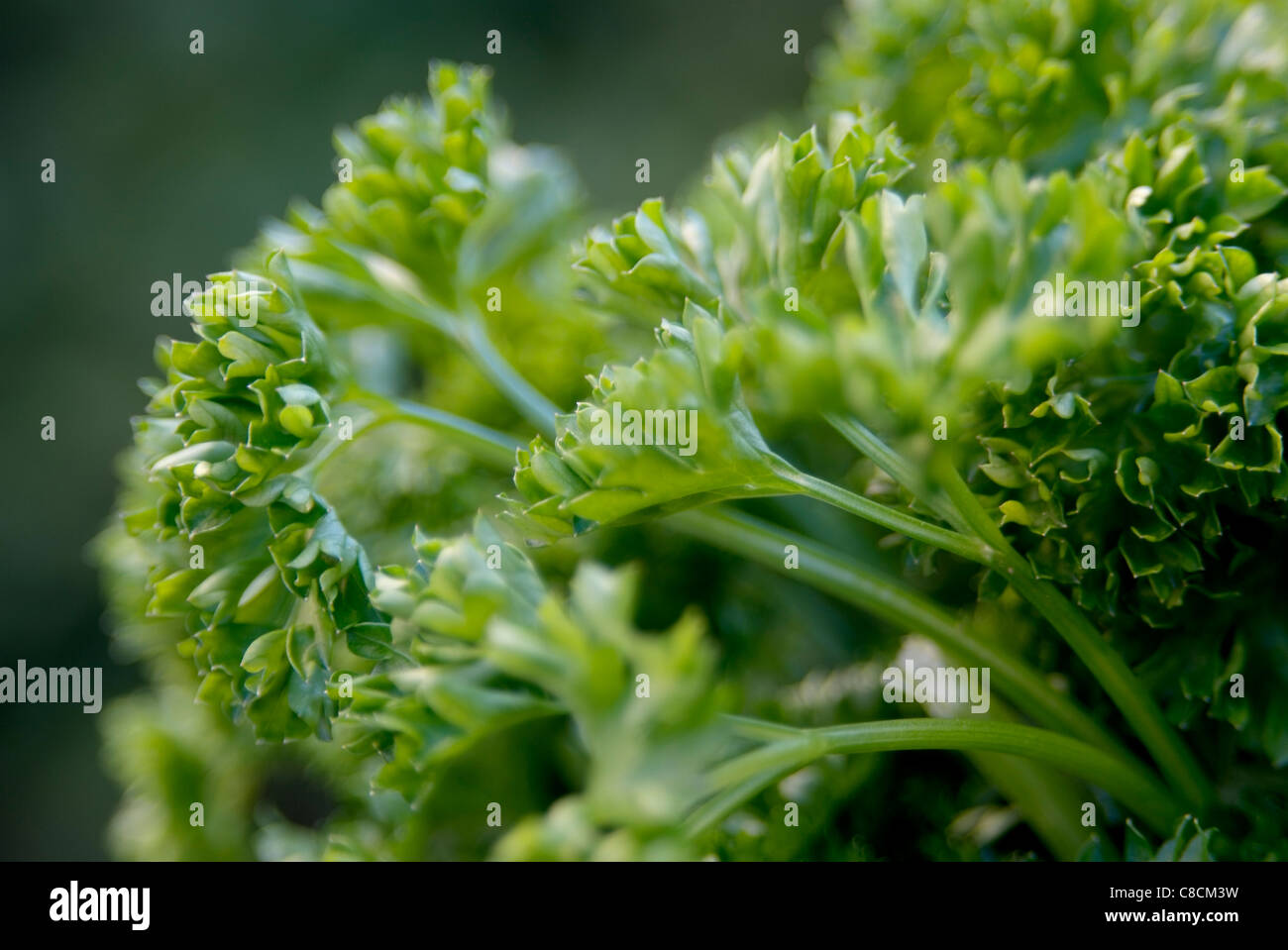Curly parsley from the garden Stock Photo Alamy