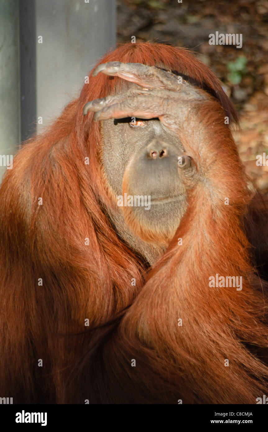 Pongo abelii hi-res stock photography and images - Alamy