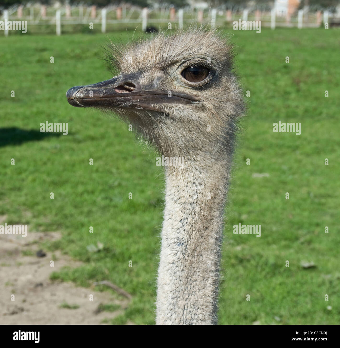 horned ostrich. Close up Stock Photo