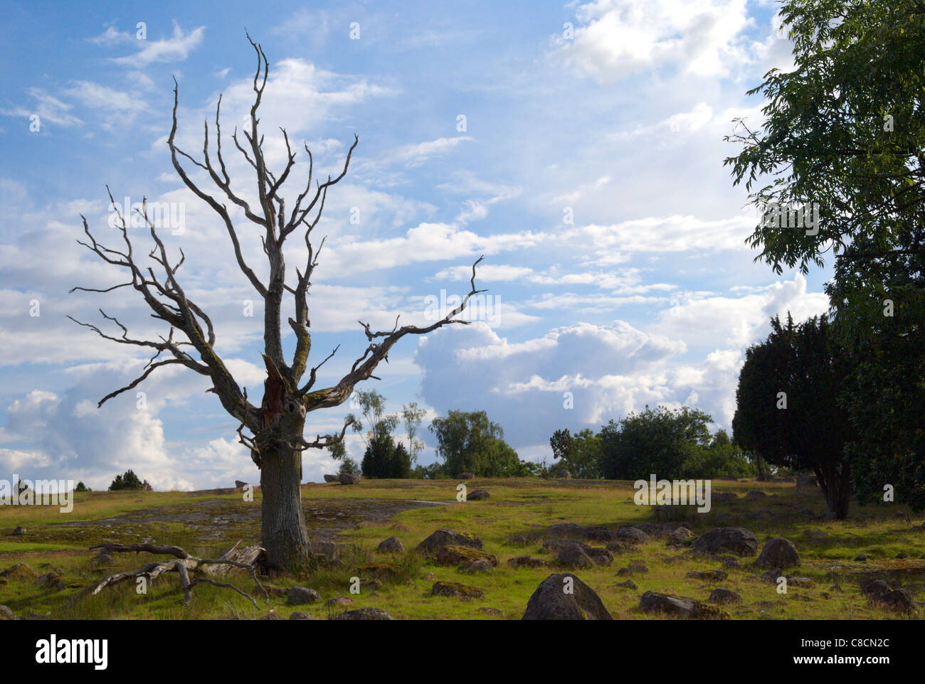 Lone tree deforestation hi-res stock photography and images - Alamy