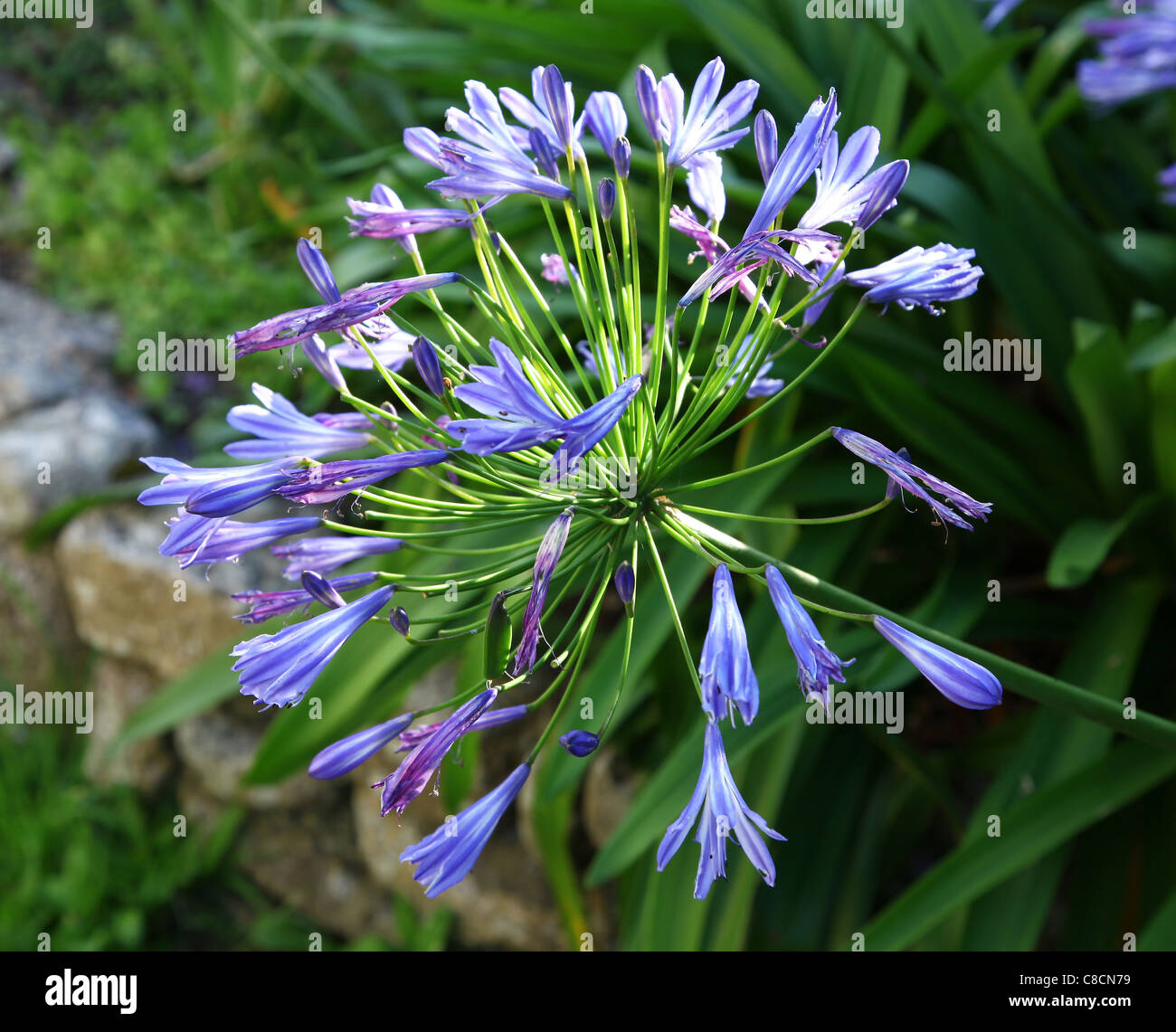 A blue flower head of a Common Agapanthus (Agapanthus praecox) Stock Photo