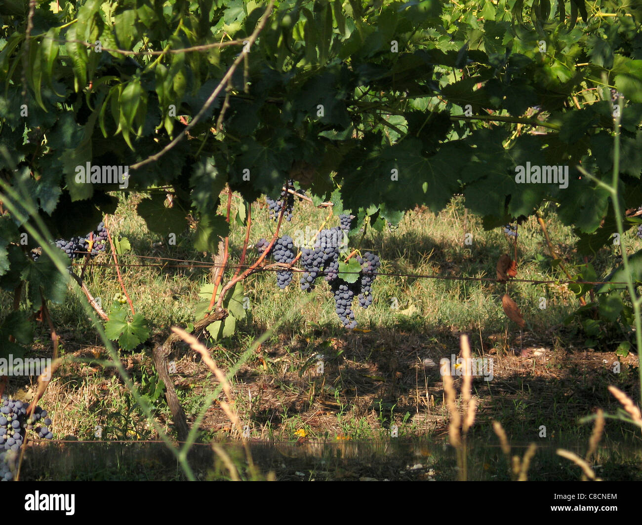 Grape on grapevine in vineyard of Montepulciano d'Abruzzo Molise Italy