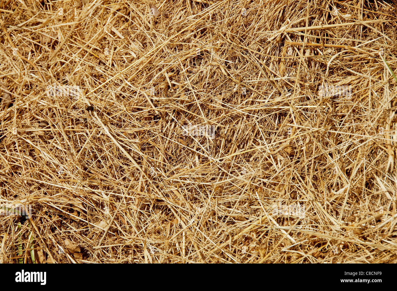 straw background Stock Photo