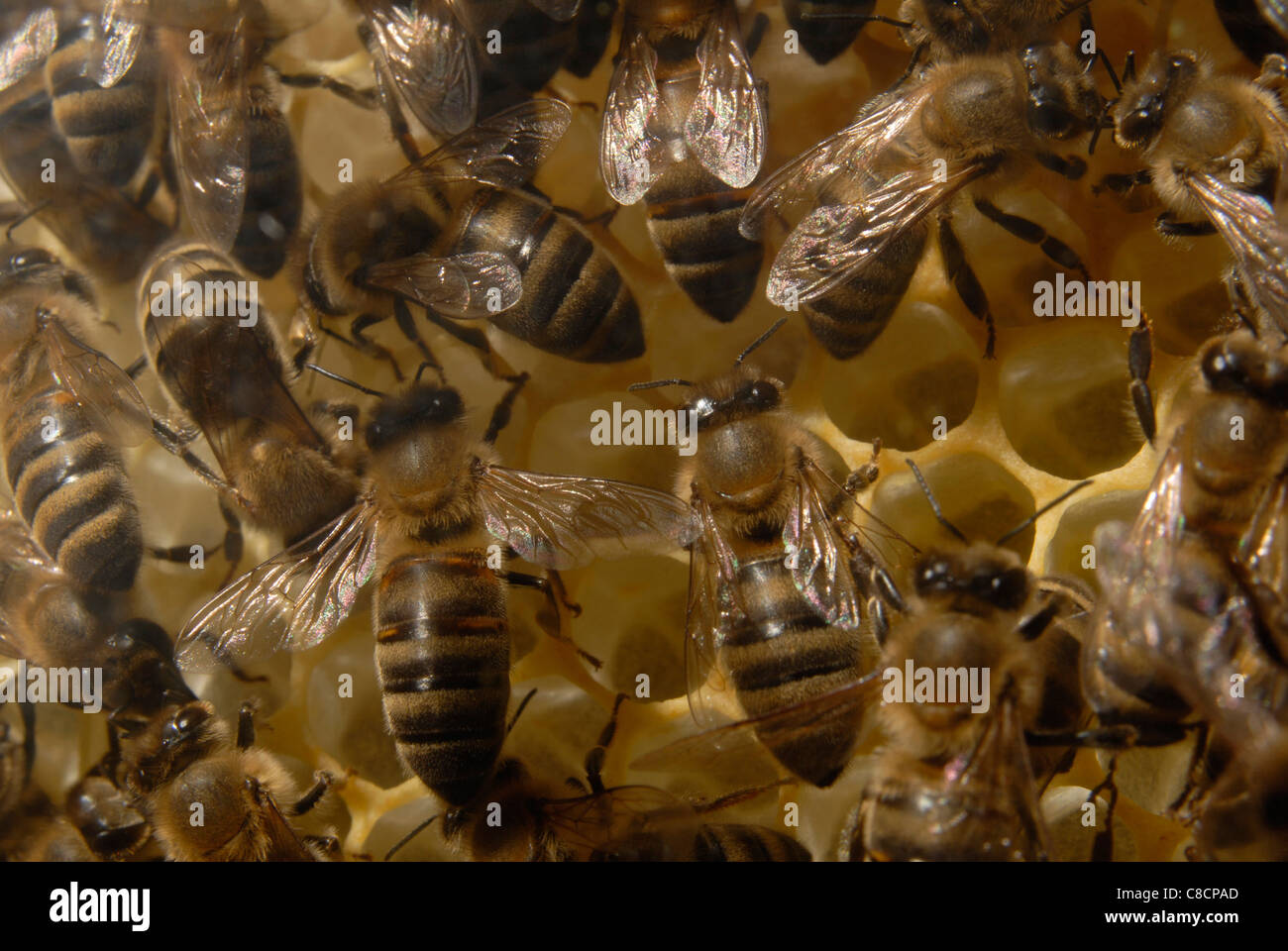 Close up bees and honeycomb hi-res stock photography and images - Alamy