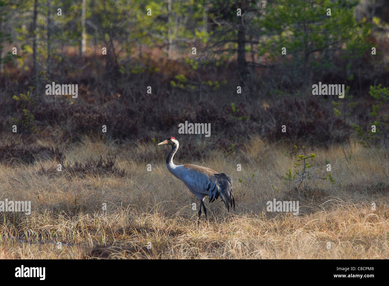 Common Crane / Eurasian Crane (Grus grus) in bog, Dalarna, Sweden Stock Photo