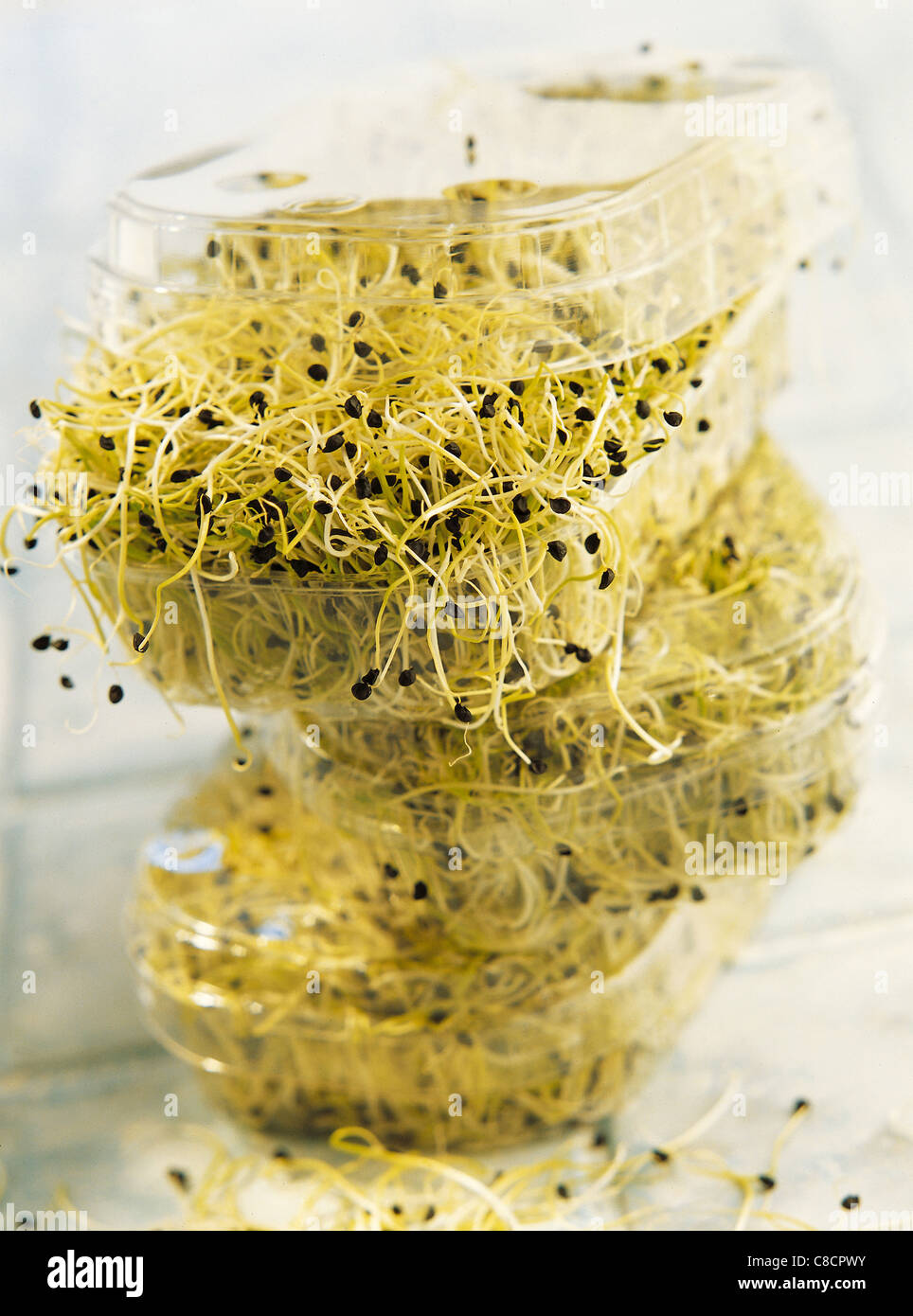 germinating onion seeds Stock Photo Alamy