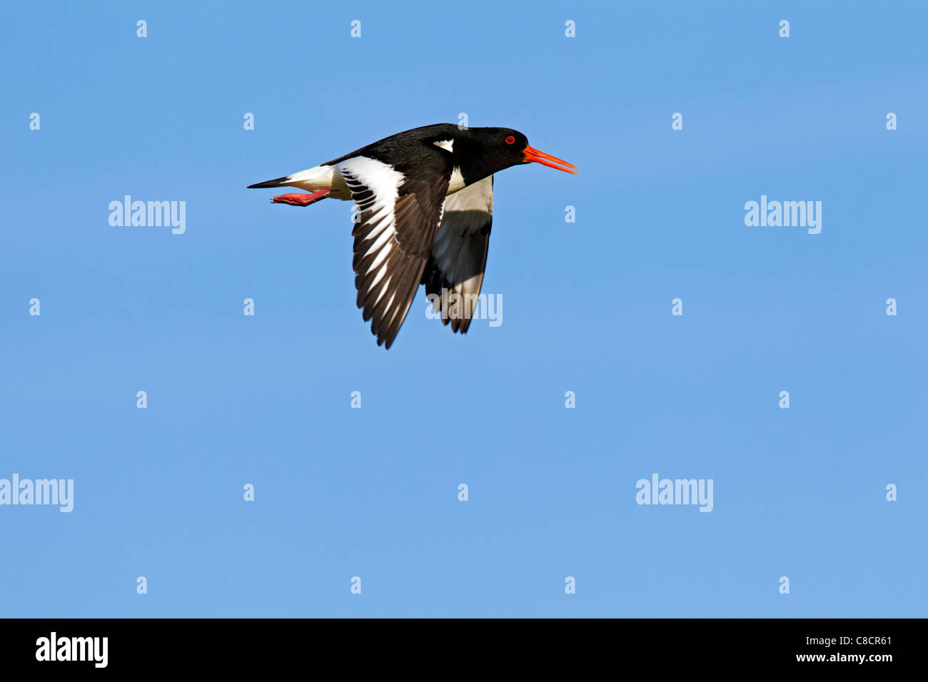 Eurasian Oystercatcher / Common Pied Oystercatcher (Haematopus