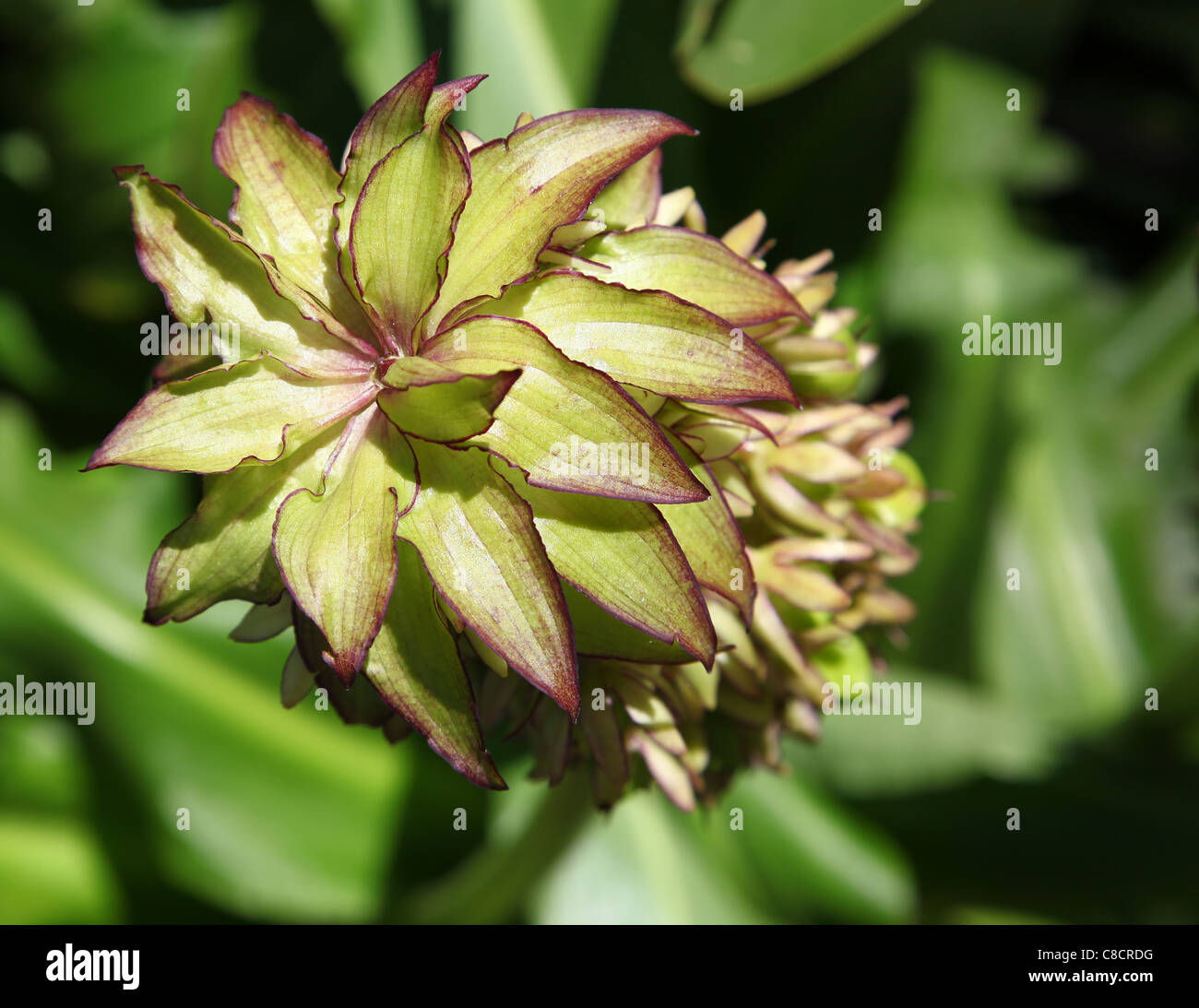 Eucomis is a genus of African bulbs in the asparagus family, commonly referred to as pineapple flowers or pineapple lilies. Stock Photo