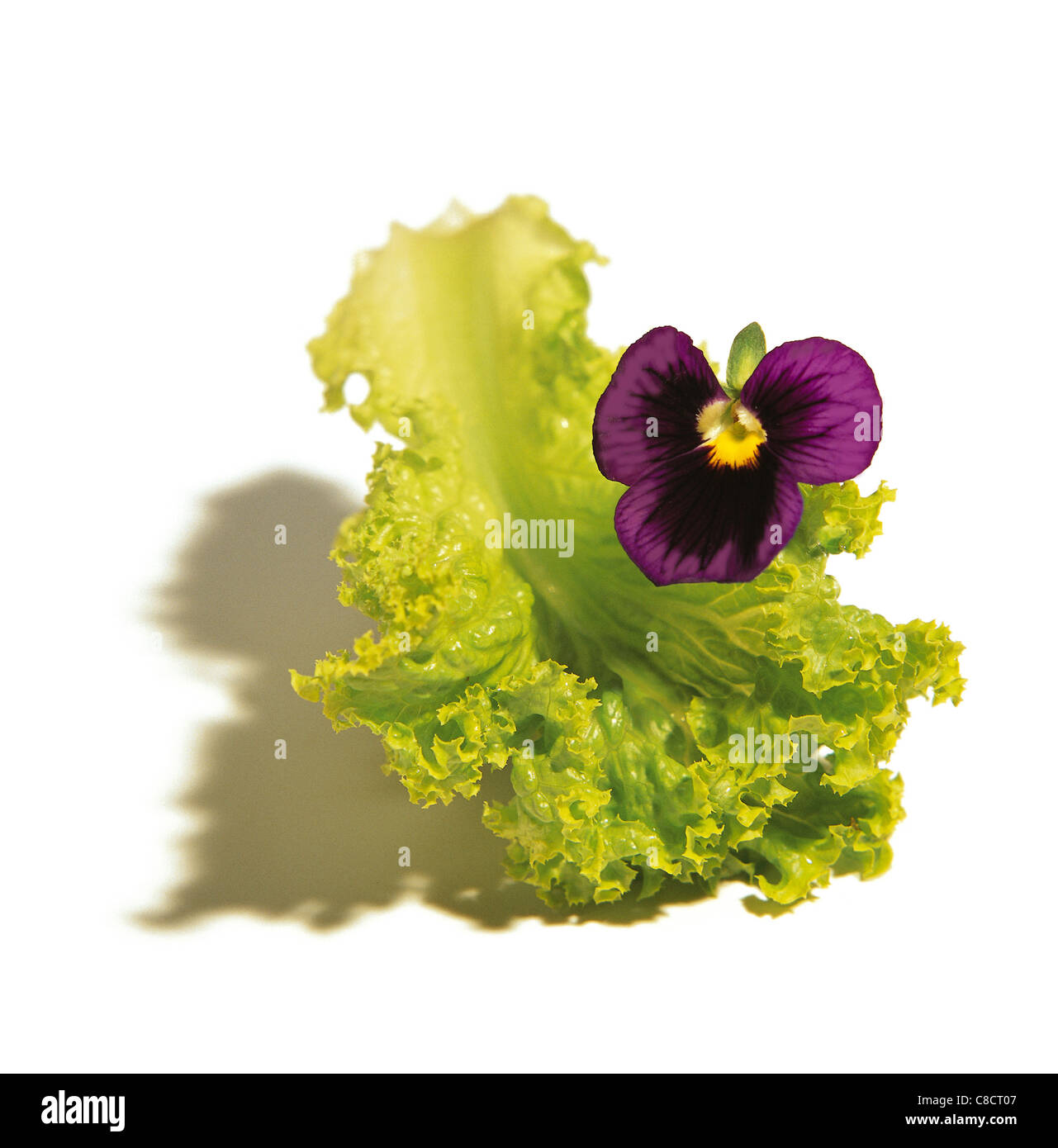 Lettuce leaf with flower Stock Photo Alamy