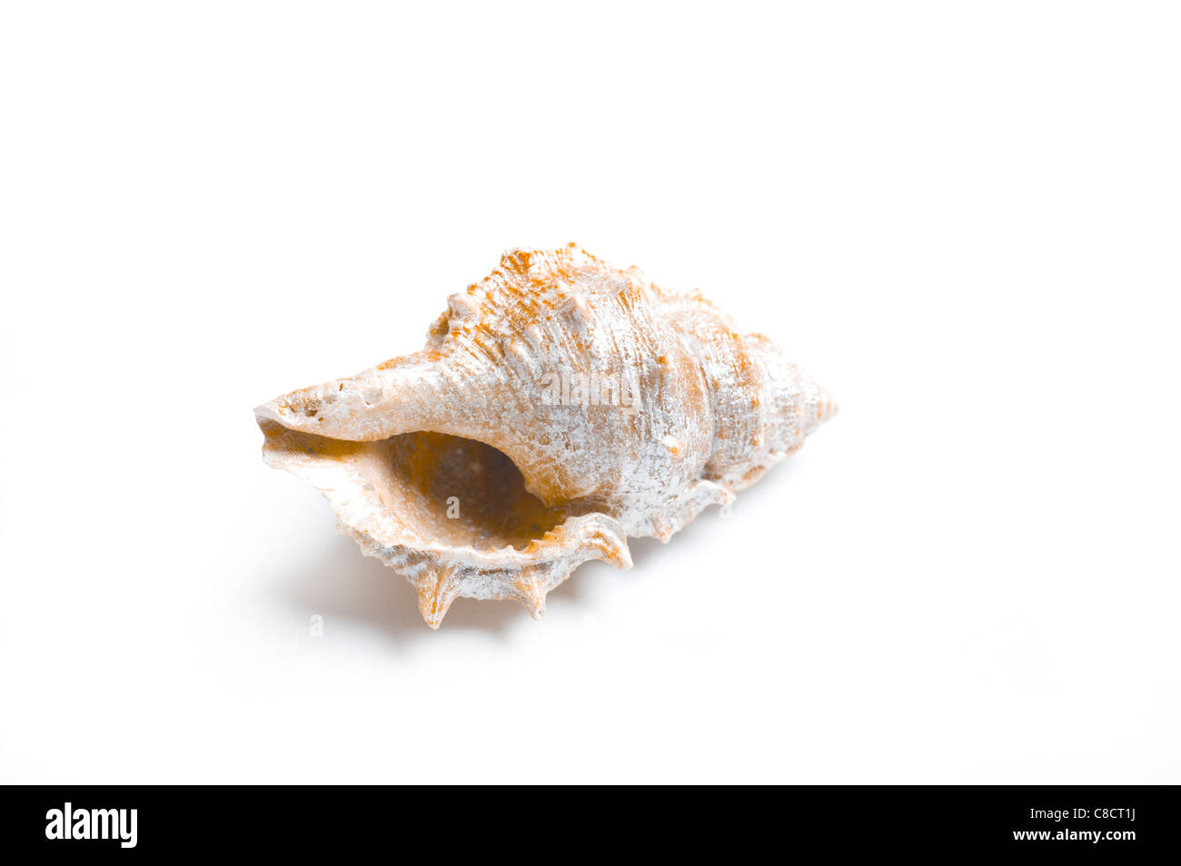 seashell Stock Photo