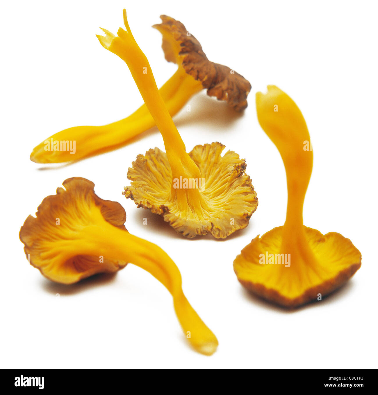 Chanterelle mushrooms Stock Photo