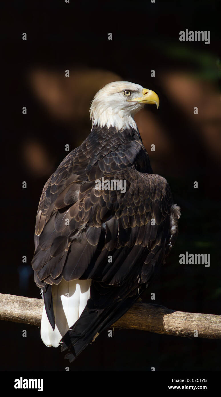 Bald Eagle perched on a tree branch Stock Photo - Alamy