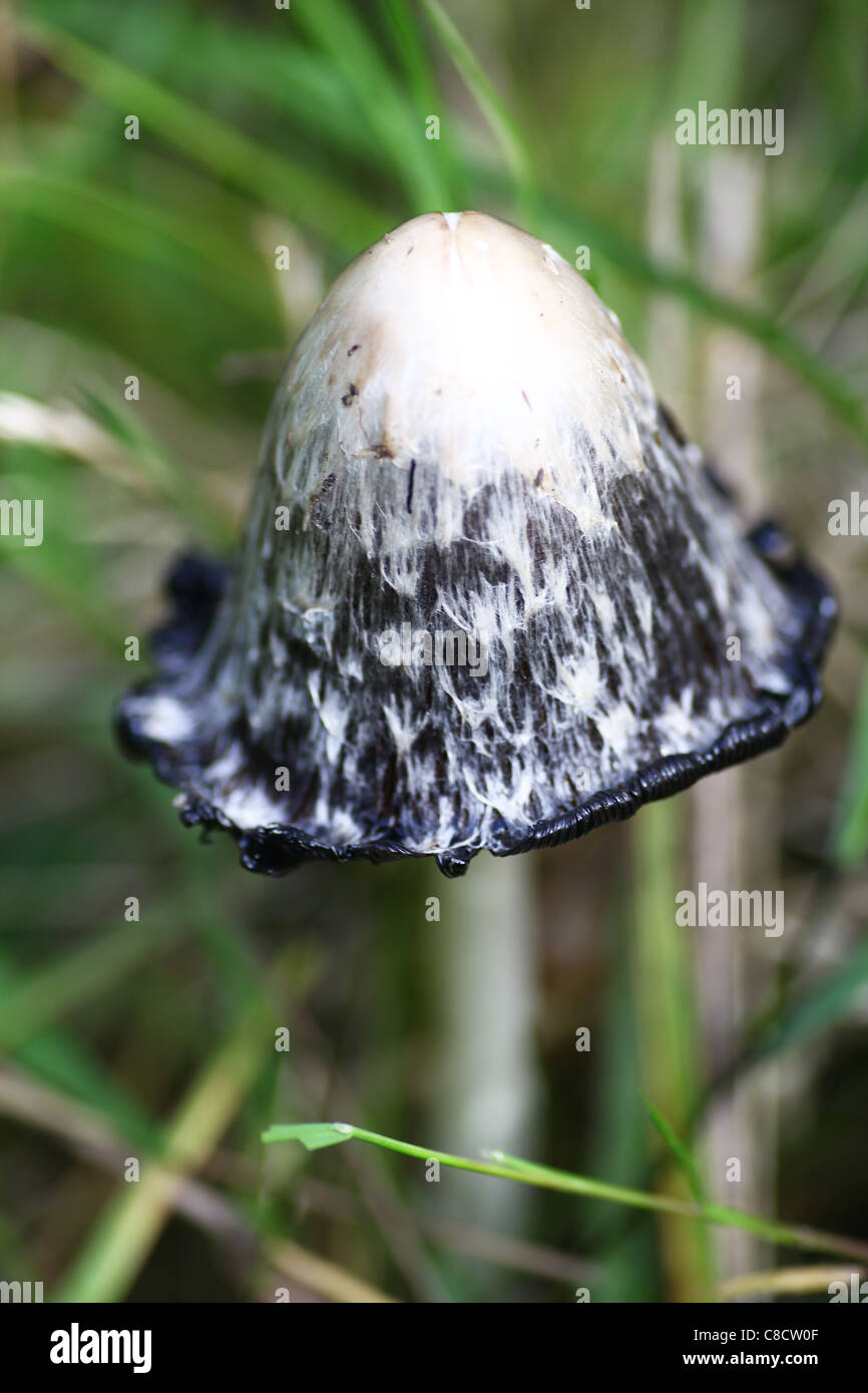 A close up shot of a shaggy ink cap mushroom or fungus (Coprinus comatus) Stock Photo