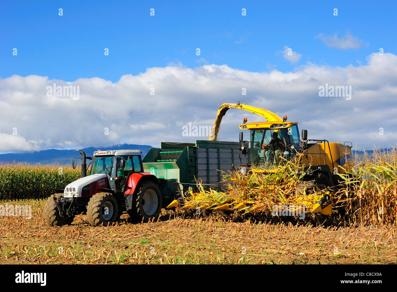 A harvester cuts a field of maize for silage in Switzerland Stock Photo