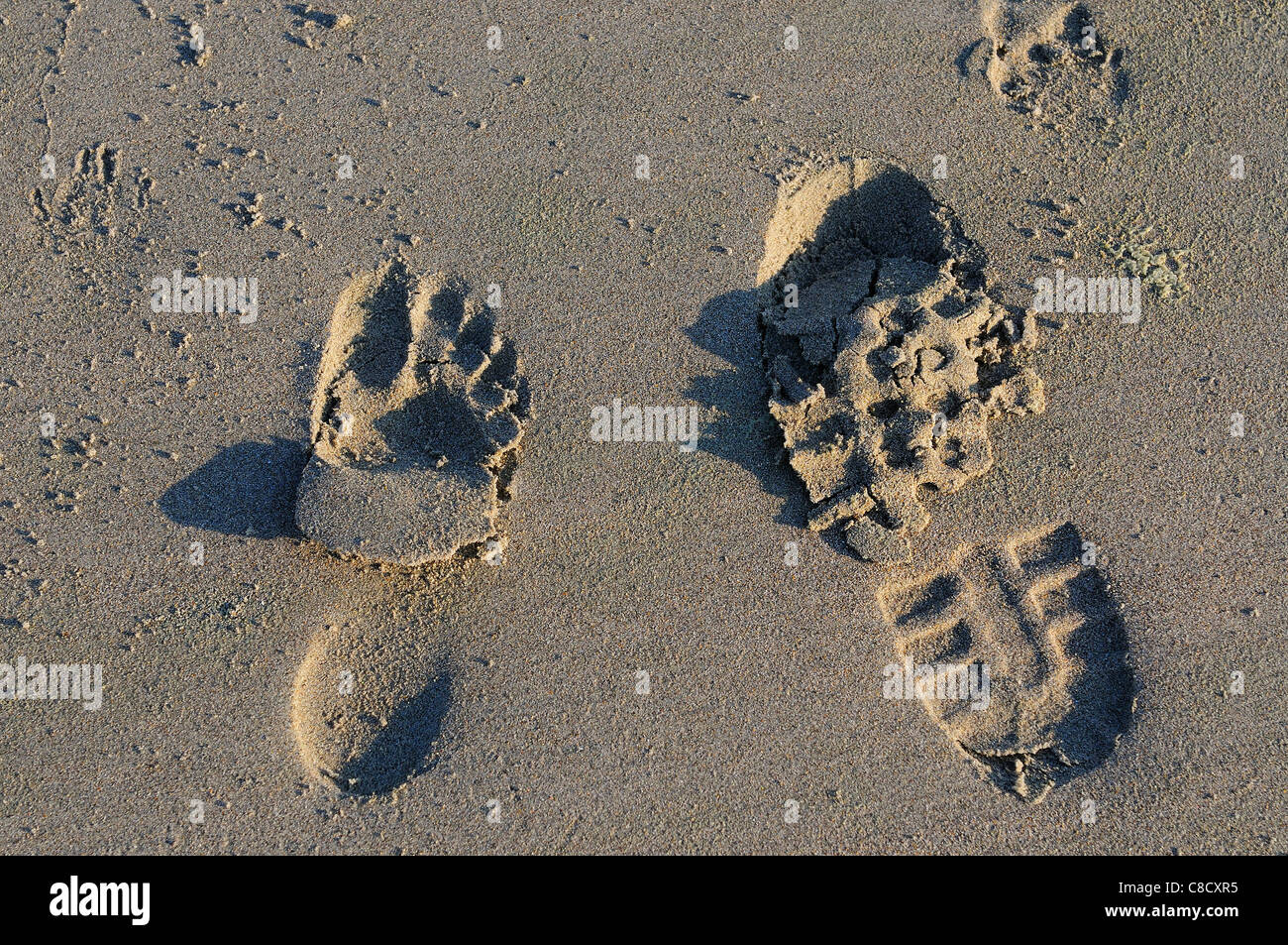 Human footprints dog paw prints hi-res stock photography and images - Alamy