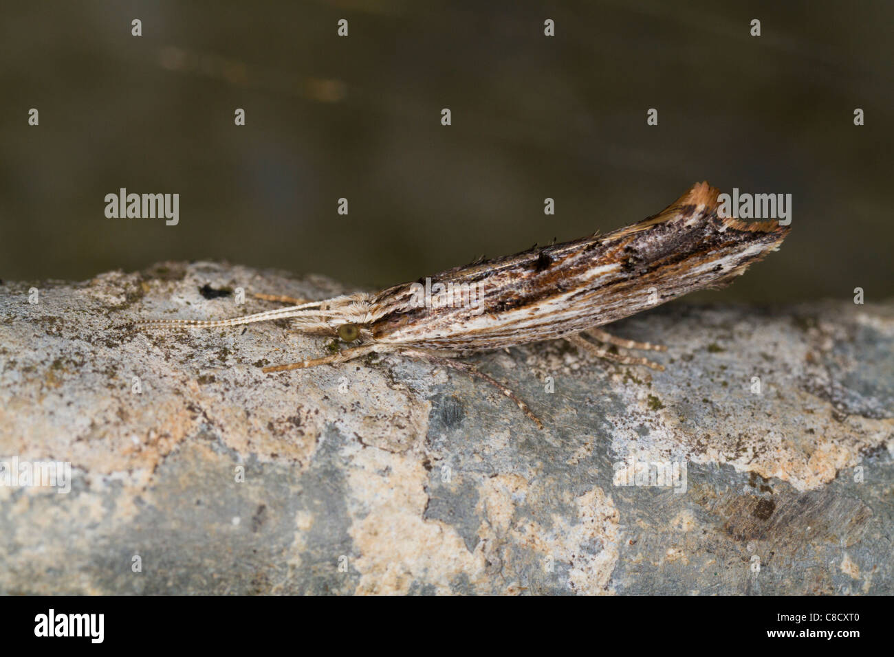 Ypsolopha scabrella moth at rest on a rock Stock Photo