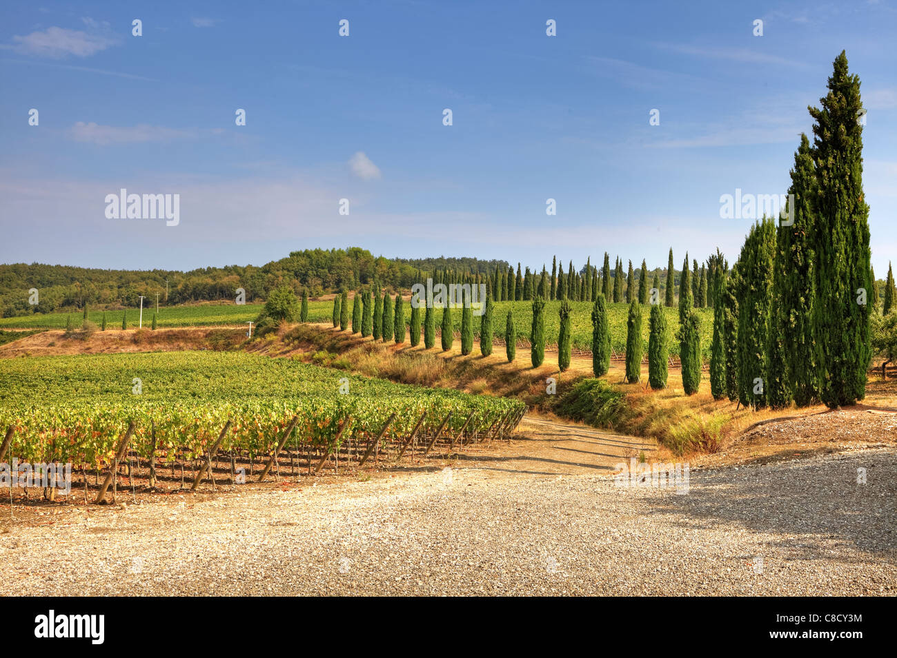 Agriculture in Tuscany - vineyards Stock Photo