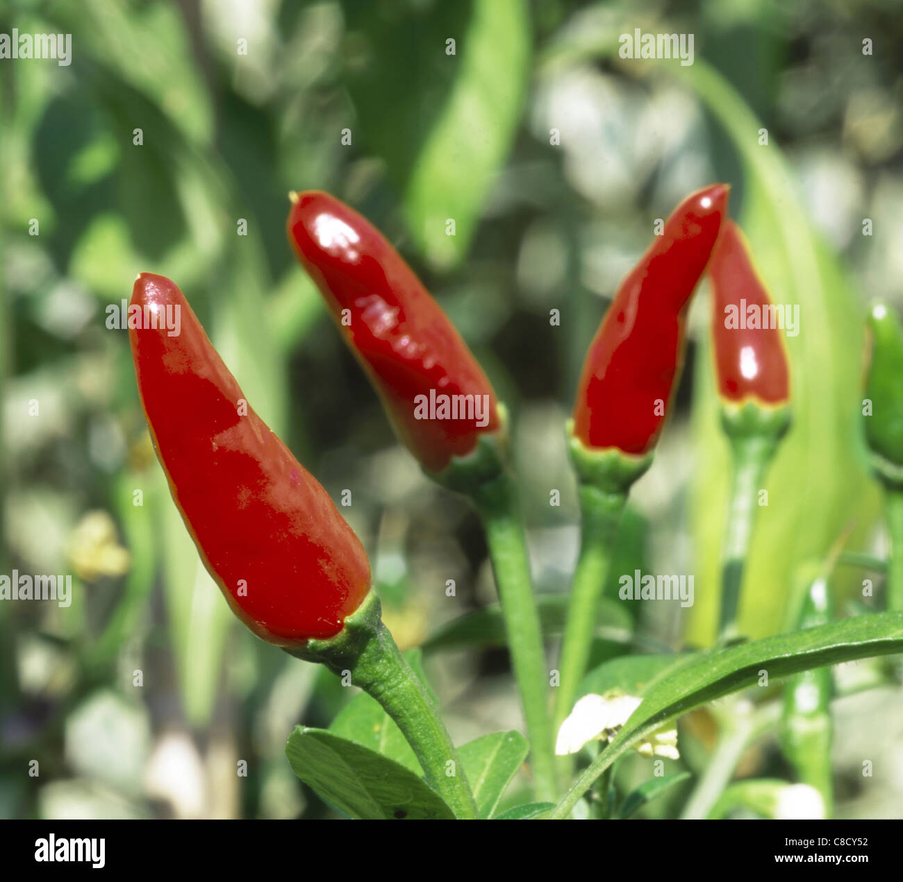 Chillies Growing Stock Photo