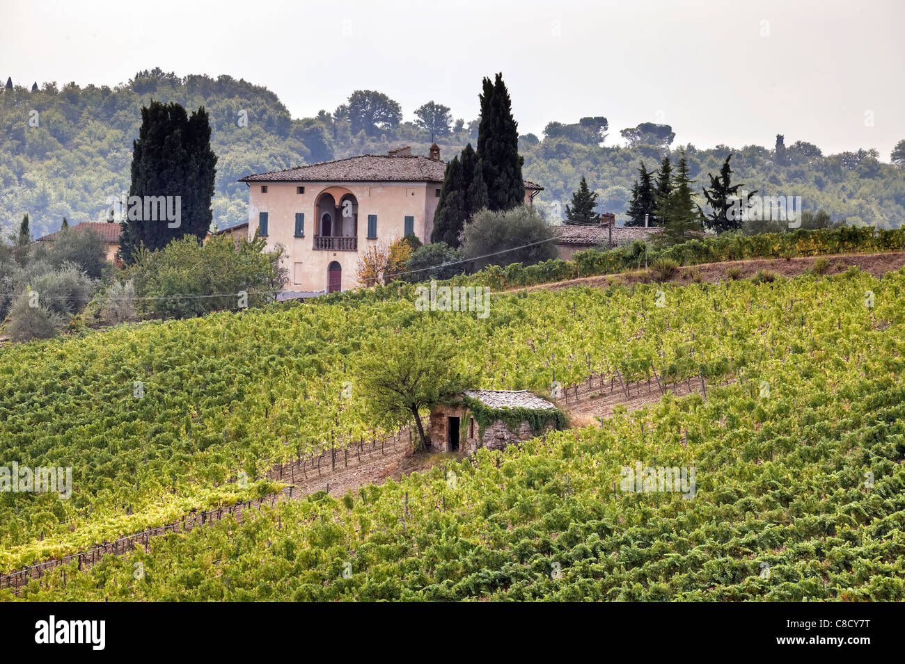 Agriculture in Tuscany - vineyards Stock Photo