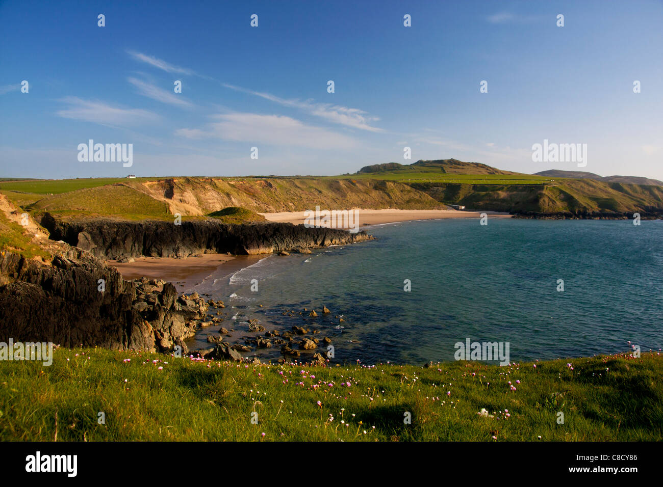Porth Oer Whistling Sands beach in spring with sea pinks in foreground Near Aberdaron Llyn Peninsula Gwynedd North Wales UK Stock Photo