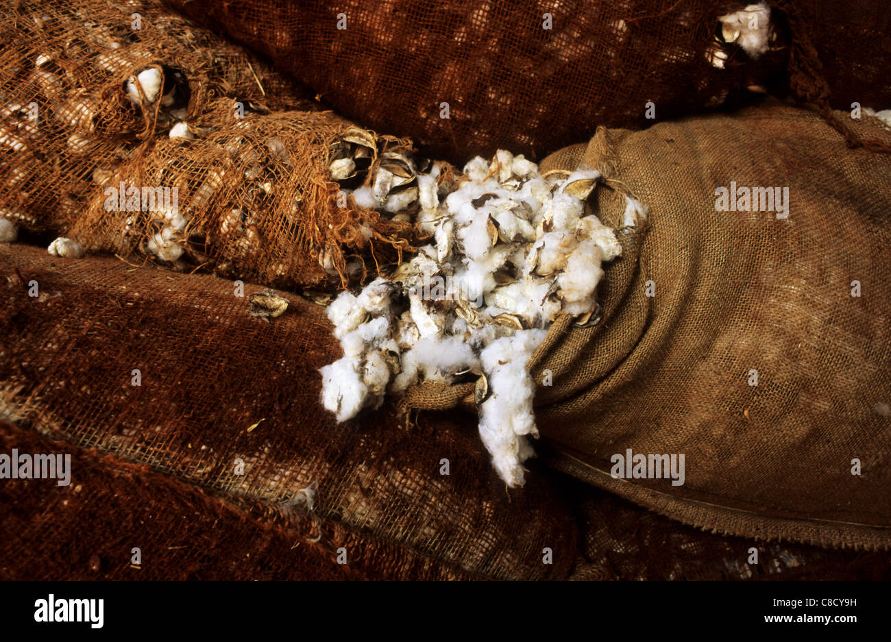 Rolandia, Parana State, Brazil. Sacks of raw cotton (Gossypium sp) with some of the cotton showing. Stock Photo