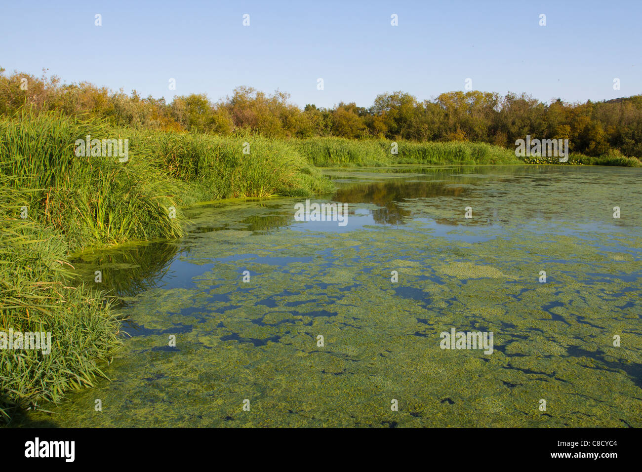 Reedbed at Swan Lake, Victoria, Vancouver Island Stock Photo