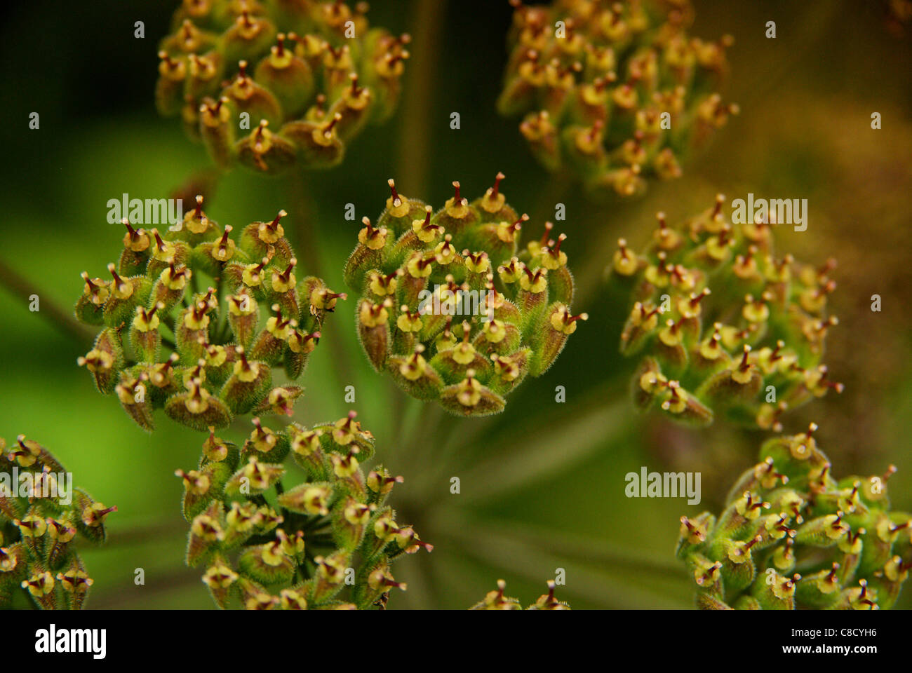 A close up of Wild Celery (Apium graveolens) flowers Stock Photo Alamy