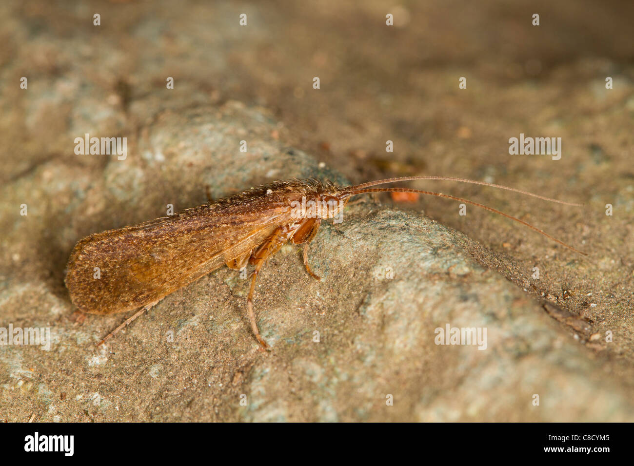 Caddis Fly (Trichoptera) Stock Photo