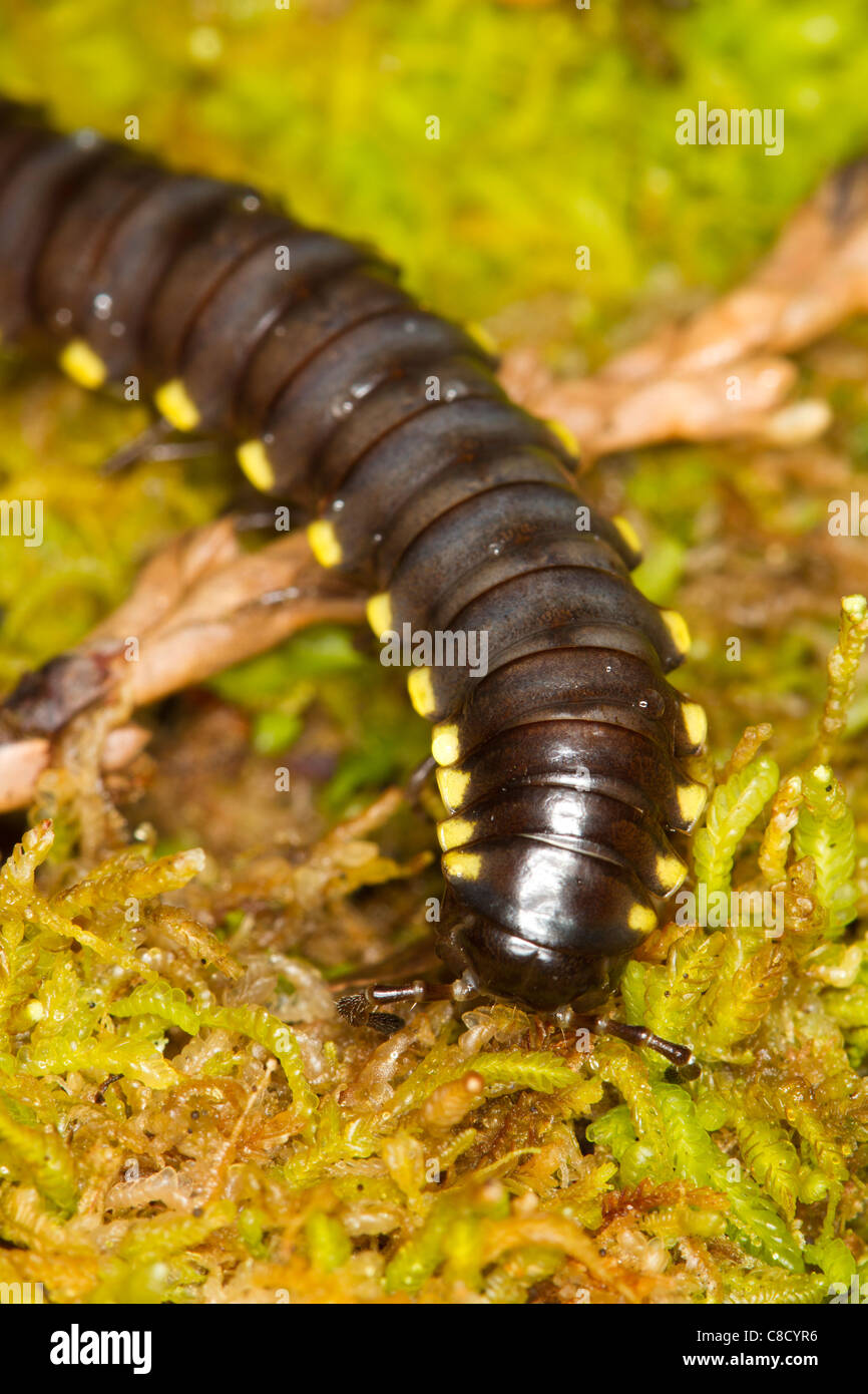 Cyanide Millipede (Harpaphe haydeniana) walking over moss.  Also known as Yellow-spotted Millipede and Almond-scented Millipede Stock Photo