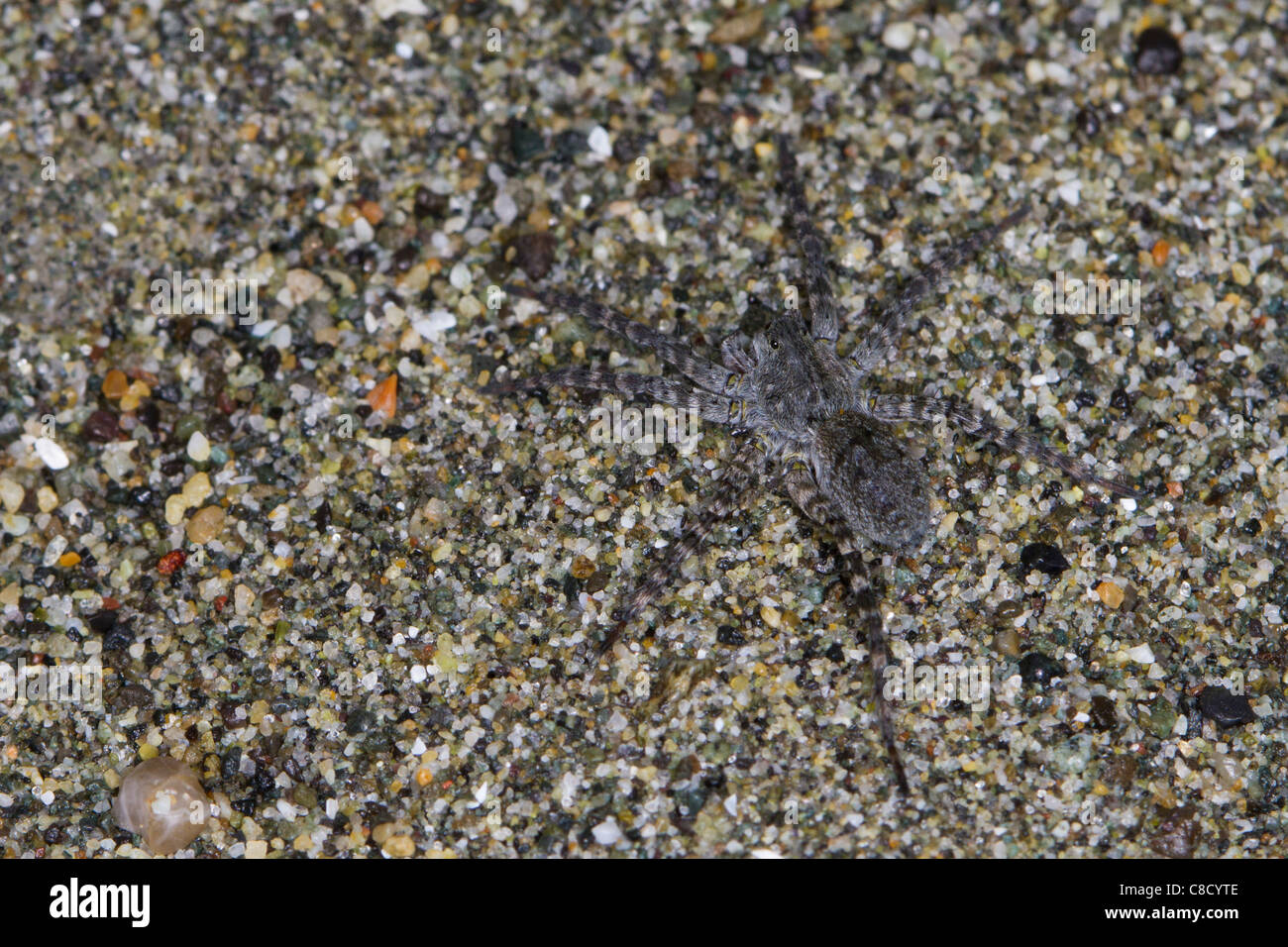 camouflaged grey wolf spider (Pardosa sp.) on a sandy beach Stock Photo
