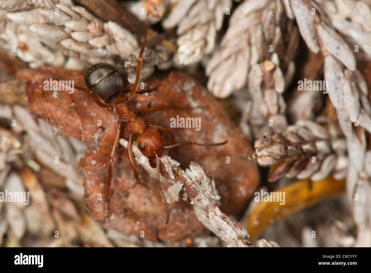 Red Wood Ant (Formica obscuriventris) carrying a pine needle on its nest Stock Photo