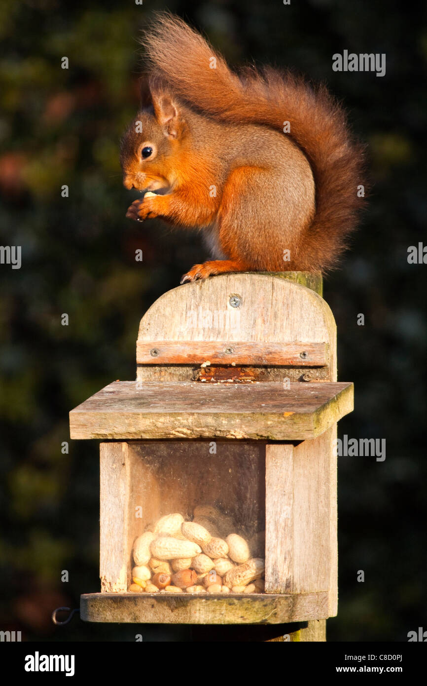 A Red Squirrel Eating Monkey Nuts On Top Of A Squirrel Feeder In A