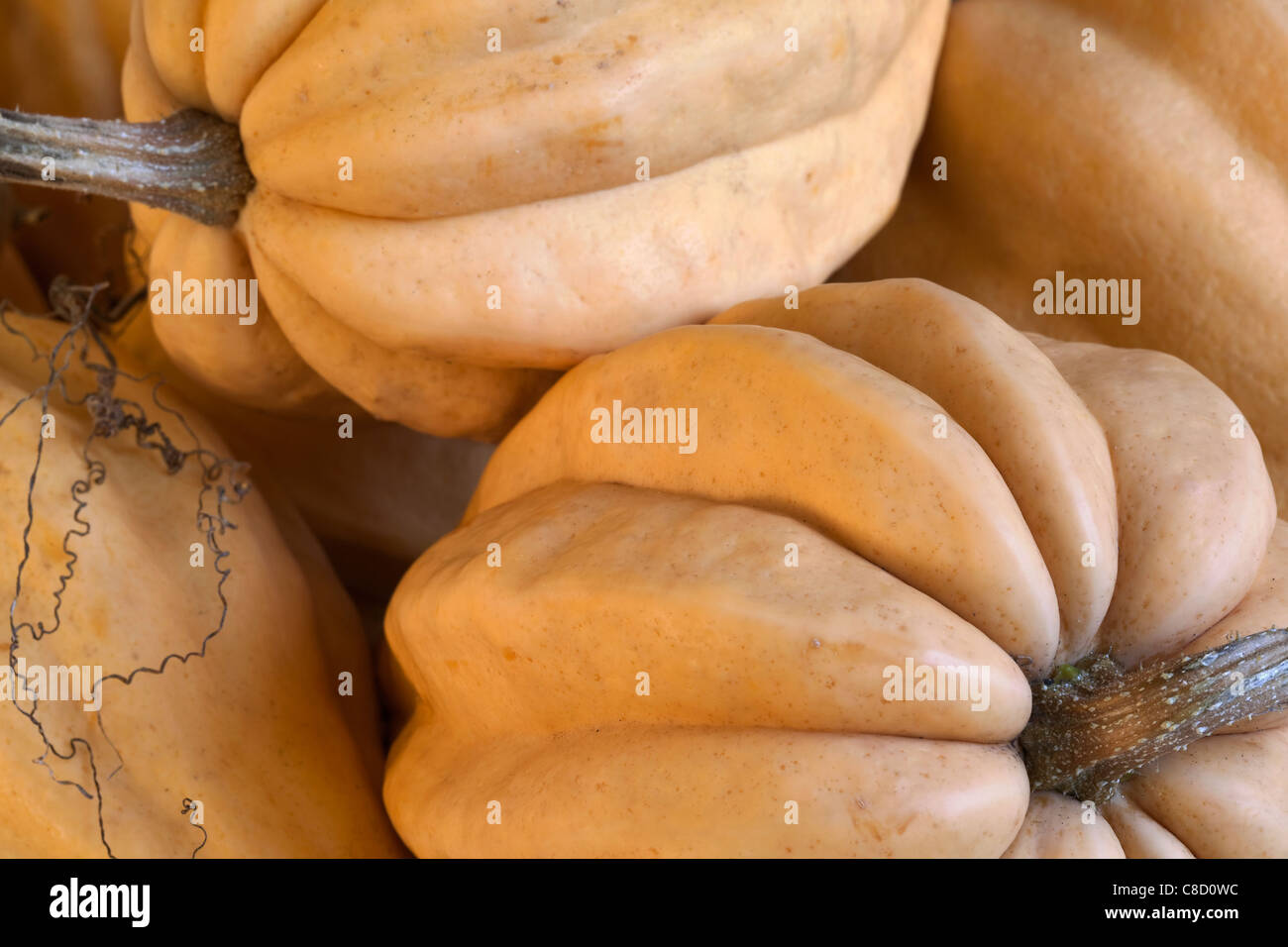 A close up of a Thelma Saunders vegetable squash Stock Photo