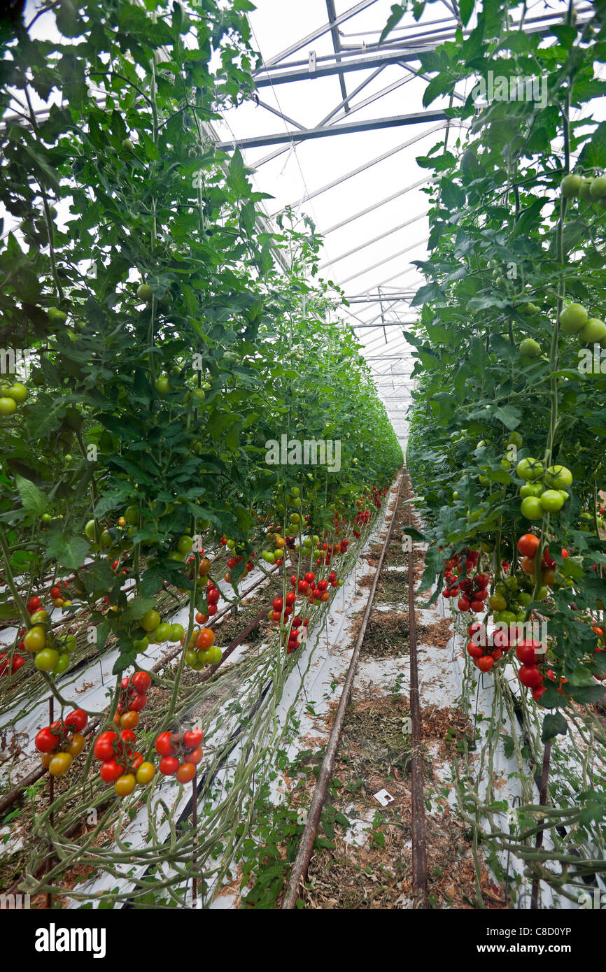 In Brittany, an intensive cultivation of tomatoes (Solanum lycopersicum) under greenhouse. A soilless production of plants. Stock Photo