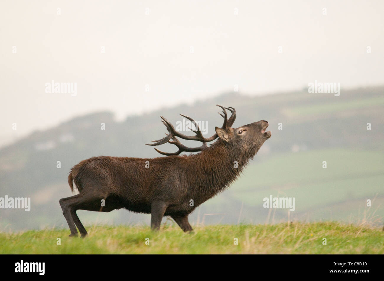 Red deer rut, UK. Stock Photo