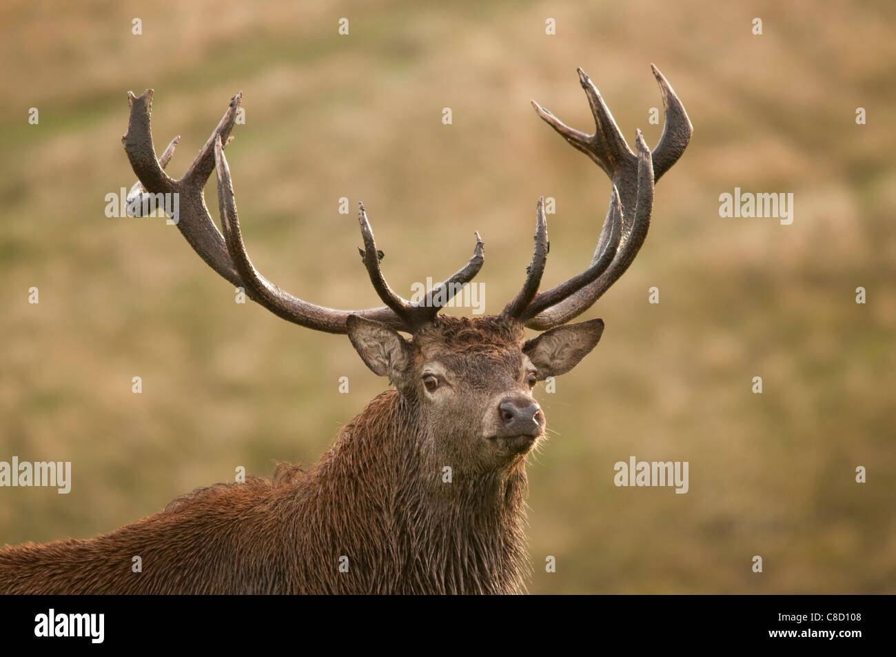 Red deer rut, UK. Stock Photo