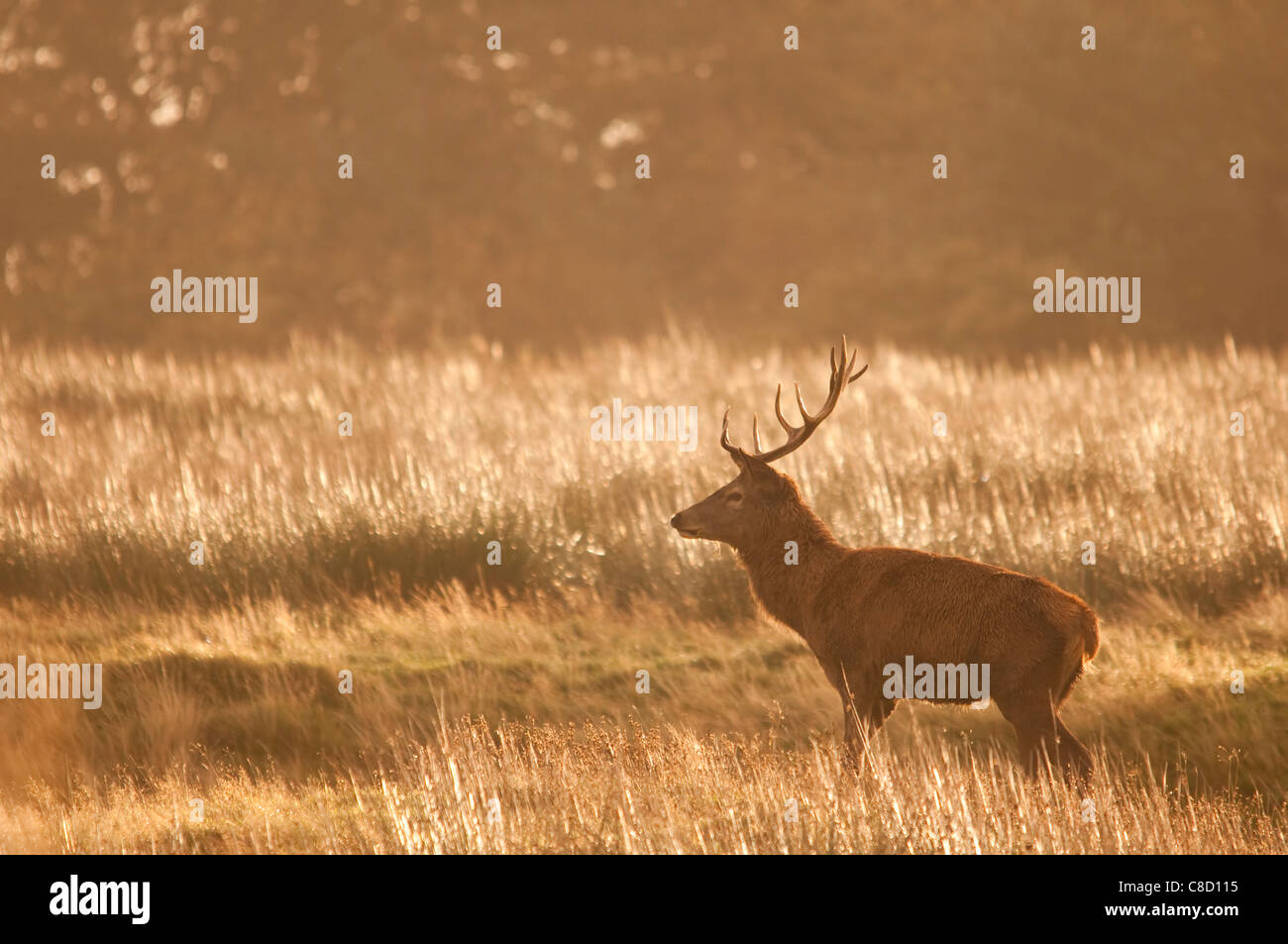 red deer rut 2011 Stock Photo