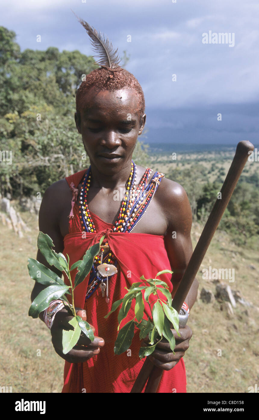Lolgorian, Kenya. Siria Maasai. Medicinal plants: 'Eutuleli'; 'Osocomoy'; boiled roots and leaves for Foot & Mouth disease. Teclea sp. or Vepris sp. Stock Photo