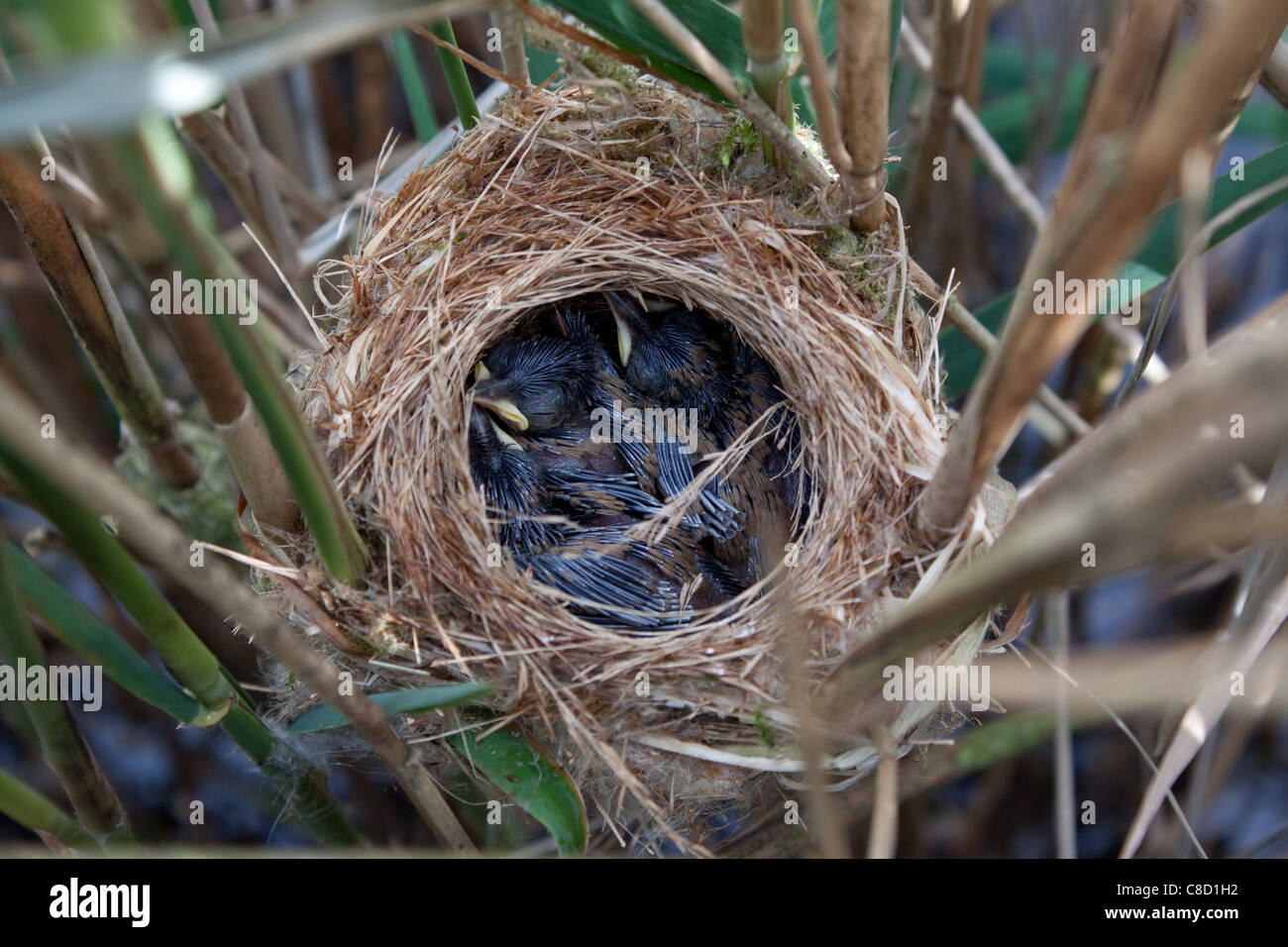 Reed Warbler Acrocephalus scirpaceus nest in a reed bed in Suffolk